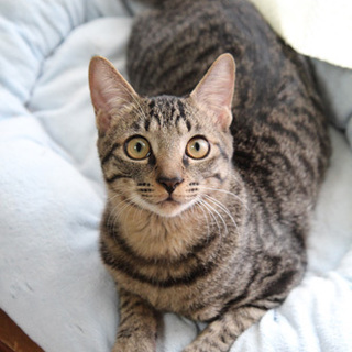 甘えん坊な男の子✿キジトラ君です