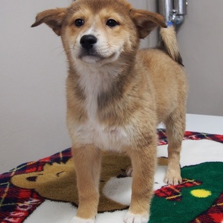 穏やかな子犬の女のコ、かずのこちゃん♪