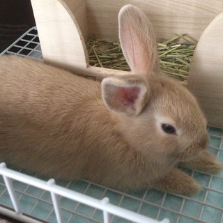 ミニうさぎのコロン