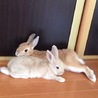 ミニうさぎのコロン サムネイル2