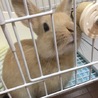 ミニうさぎのコロン サムネイル3