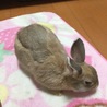 ミニうさぎのコロン サムネイル5