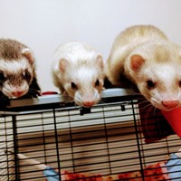 流瑠、穂歩、虎永郎