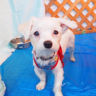 マルチーズのウルくん