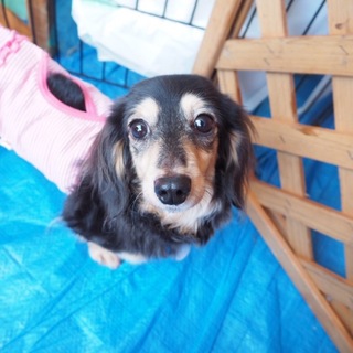 ダックスの乙女ちゃん