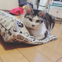 しずく