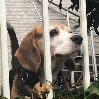 殺処分を勧められました！助けてください‼︎