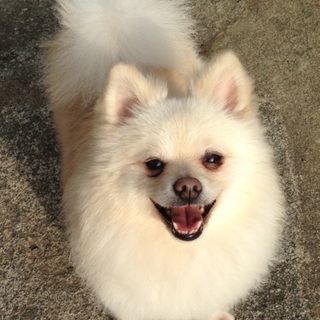 トライアル中☆ ニコニコぺろぺろ、デカポメくん