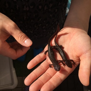 アカハライモリ 2匹 里親決定しました^ - ^