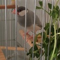 シルバー文鳥♀1歳手乗り崩れ