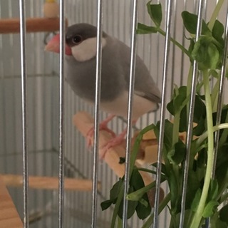 シルバー文鳥♀1歳手乗り崩れ