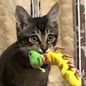 生後半年。おもちゃ大好き！！物凄く可愛い仔猫です。