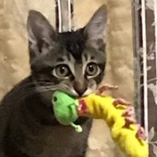 生後半年。おもちゃ大好き！！物凄く可愛い仔猫です。