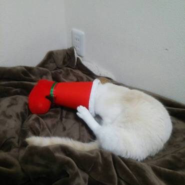 はなまるくん、きみ、さっきからずっとブーツに入ろうとしてるけど…多分難しいと思うの(￣▽￣;)