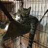 ねこっぱち(正式名称:猫坂...(保護活動者)