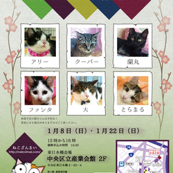 １月８日(日)『あけましておめでとう★ねこざんまい譲渡会』12時スタート！子猫ちゃんたちも参加します