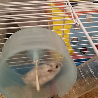 パールホワイトハムスター