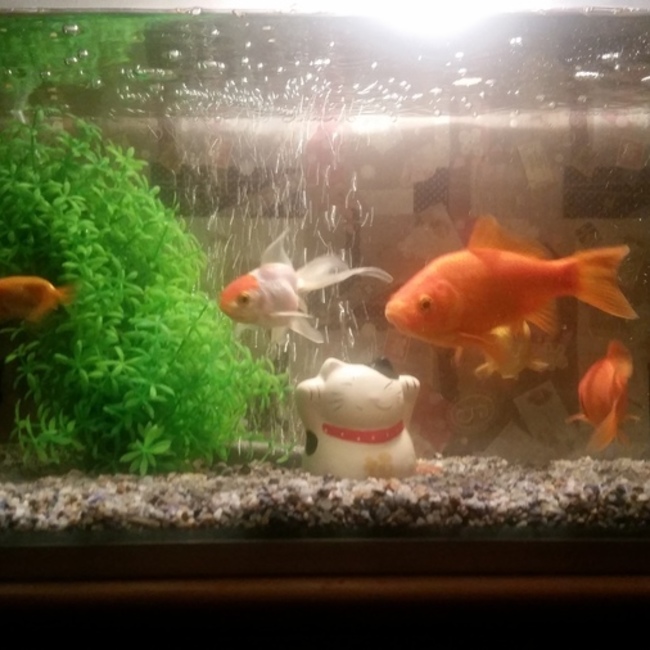 *はるぷぅぽ～*のカバー写真