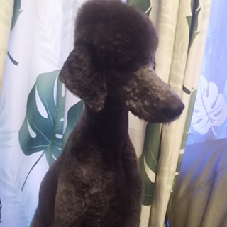 珍しいシルバーのミデイアムプードル