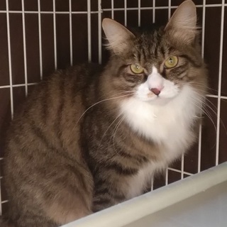 誇り高き女帝風【さくらだ】