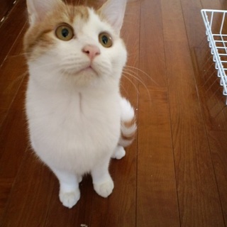 募集停止します　甘えたい男の子　６か月