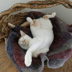 おとぼけ茶目君