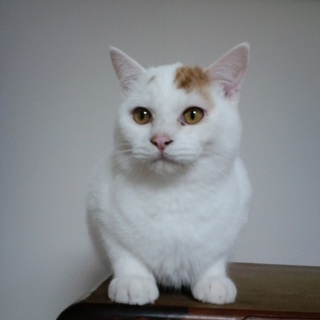 募集停止します甘えんぼの男の子　6か月