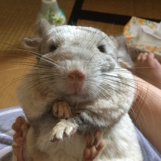チンチラ里親様募集します。