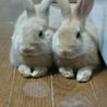 ふじくま