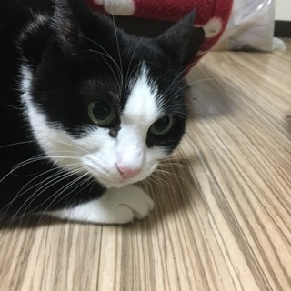 甘えん坊な白黒猫ちゃん！