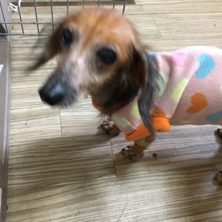 元気一杯なダックスフンド！