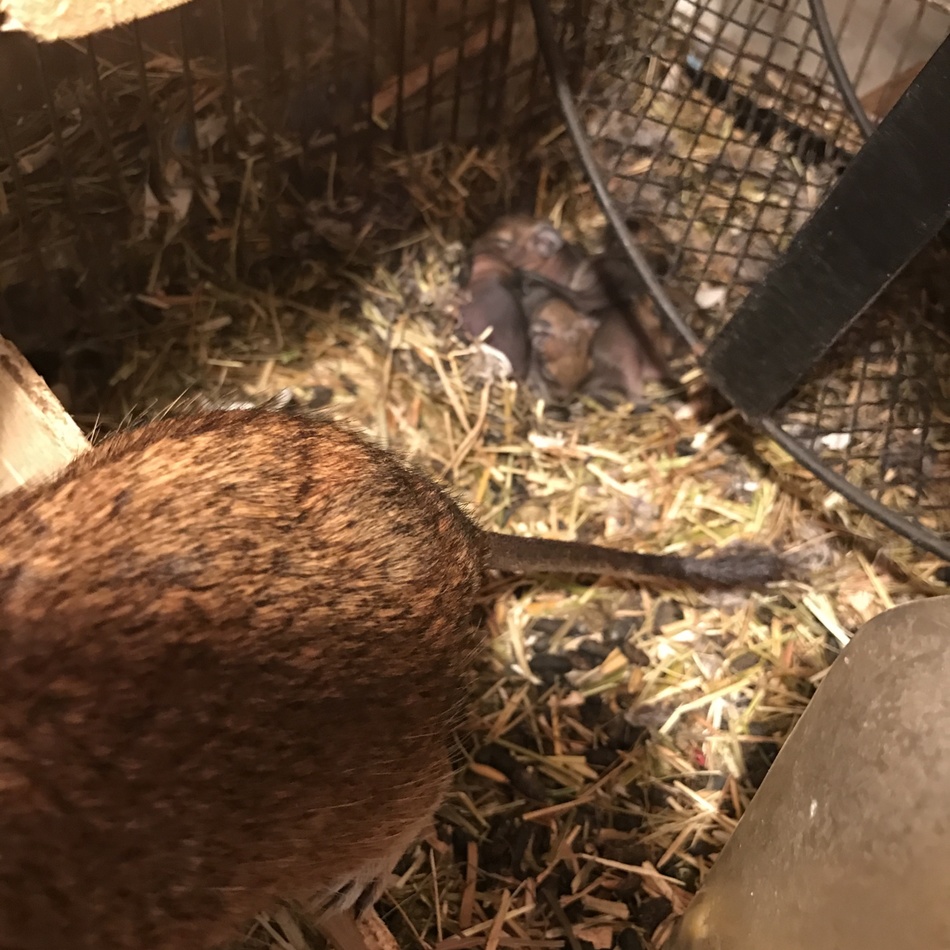 デグーのカバー写真