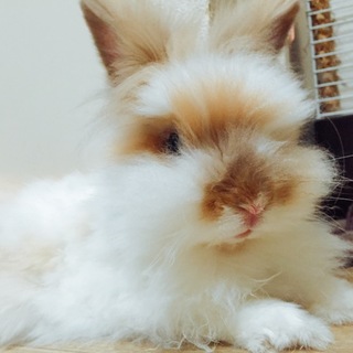 イングリッシュアンゴラ2歳♂