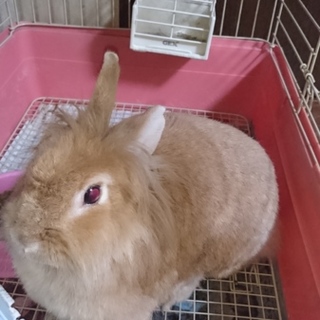 ライオンラビットの里親募集しています