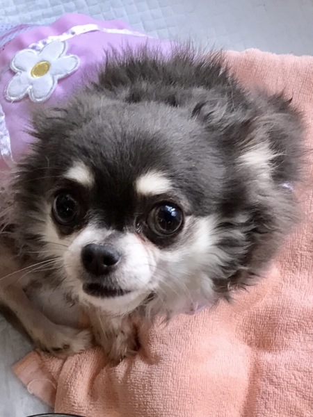 ロングコートチワワのユウ 滋賀県 犬の里親募集 ペットのおうち 月間利用者150万人