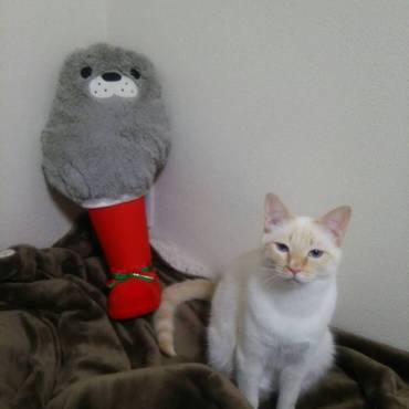 みなさんこんにちは。はなまるです！昨日の続報ですが…ぼく、ブーツには入れませんでした。残念～。。(´-ω-`)