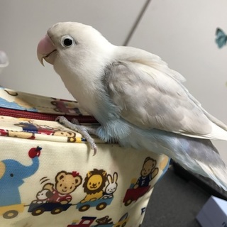 シロボタンインコ。2015年12月生まれ