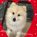 血統書付き☆ポメラニアン♂成犬ワクチン済☆去勢済☆