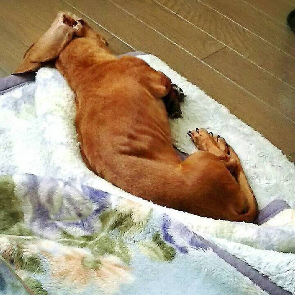 ひなのカバー写真