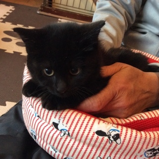 里親さん、決定しました。ありがとうございます。