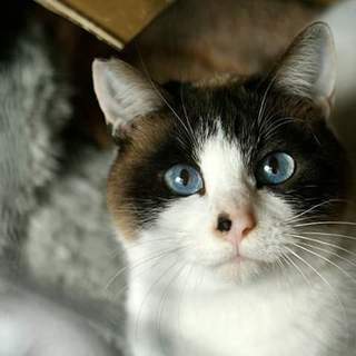 地域猫指定地区へ遺棄  ザビエル