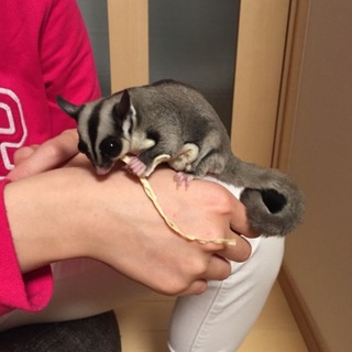 フクロモモンガ♀ふぅちゃん