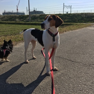 ハンサムな女の仔、デイジー。甘えん坊です！