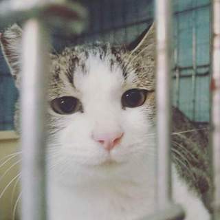 地域猫指定地区へ遺棄  きっちょむ