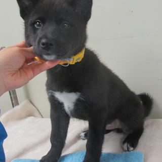 ぽん君春日井K様にじげん君にしていただきました