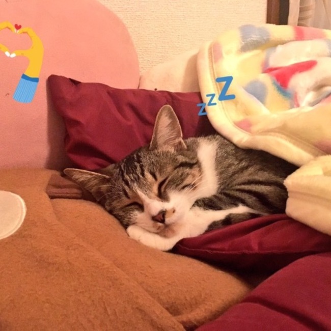 moeponのカバー写真