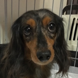 甘えん坊ダックスちゃん