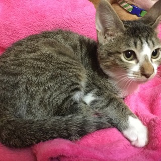 ありがとうございました