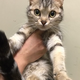 フワフワの甘えん坊スコちゃん