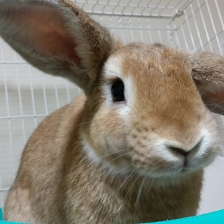 保護うさぎ/45番 